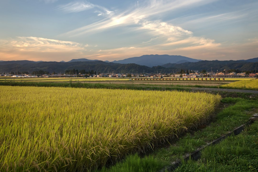 収穫前の秋の田んぼのイメージ画像(境町で撮影したものではありません)