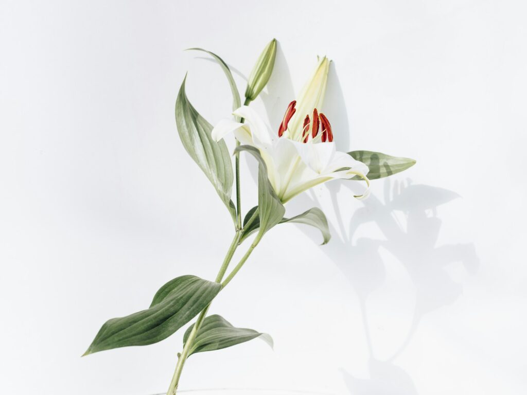 白いユリの花のイメージ画像（Photo by Evie S. on Unsplash）