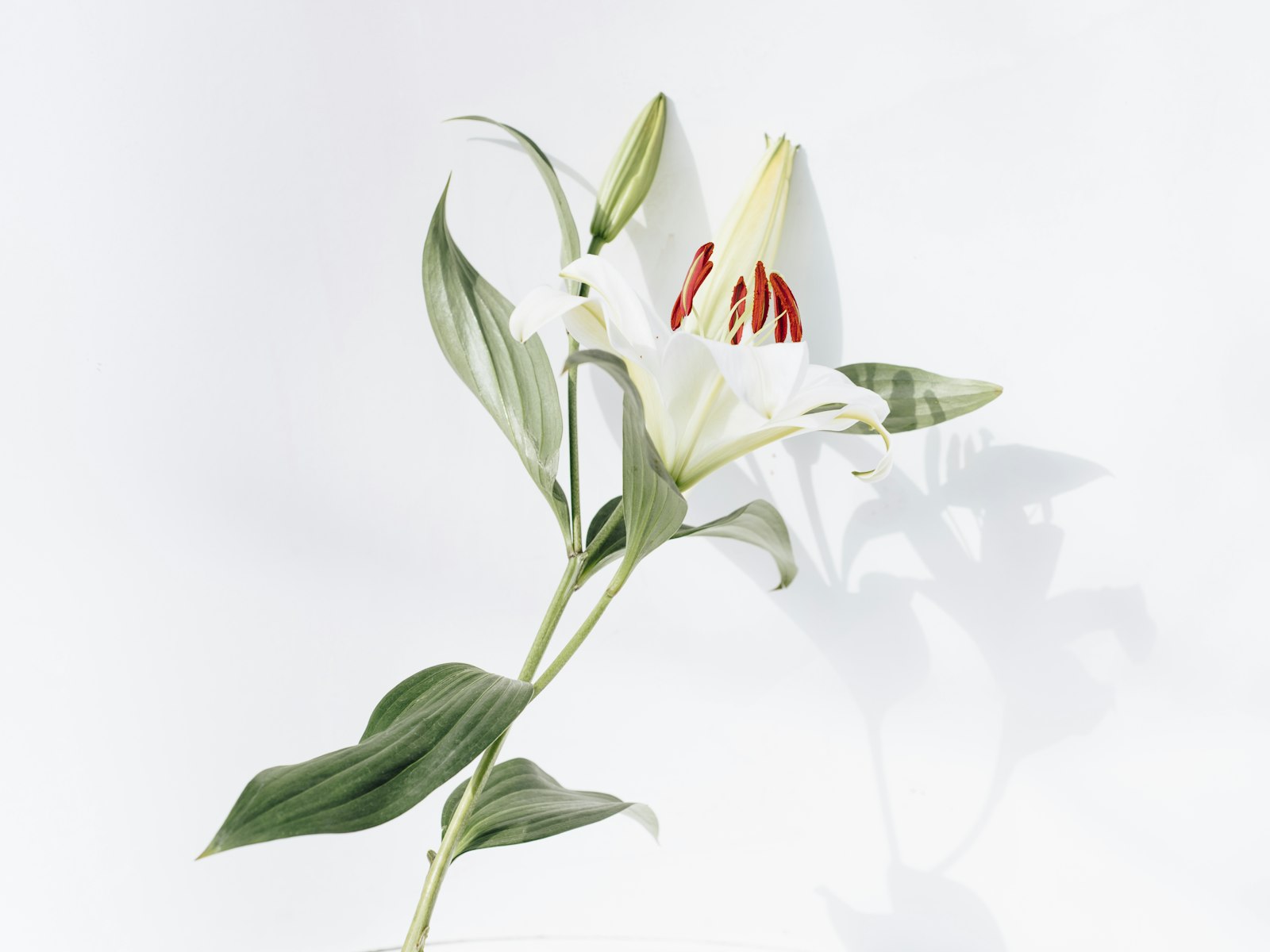白いユリの花のイメージ画像（Photo by Evie S. on Unsplash）