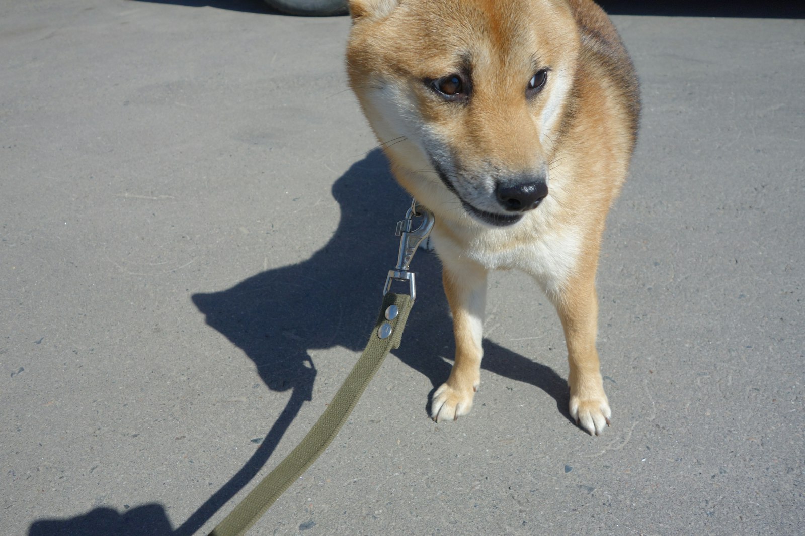 リードをつけて散歩する柴犬のイメージ画像(境町の実景ではありません)