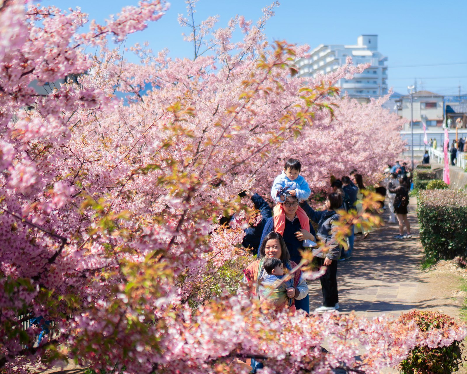 桜並木を歩く家族のイメージ画像