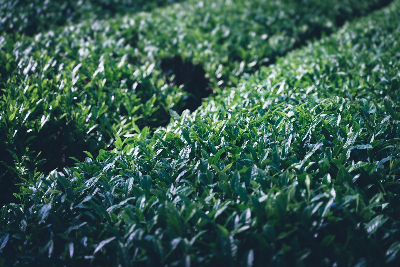 茶畑のイメージ画像（さしま茶の産地イメージ）